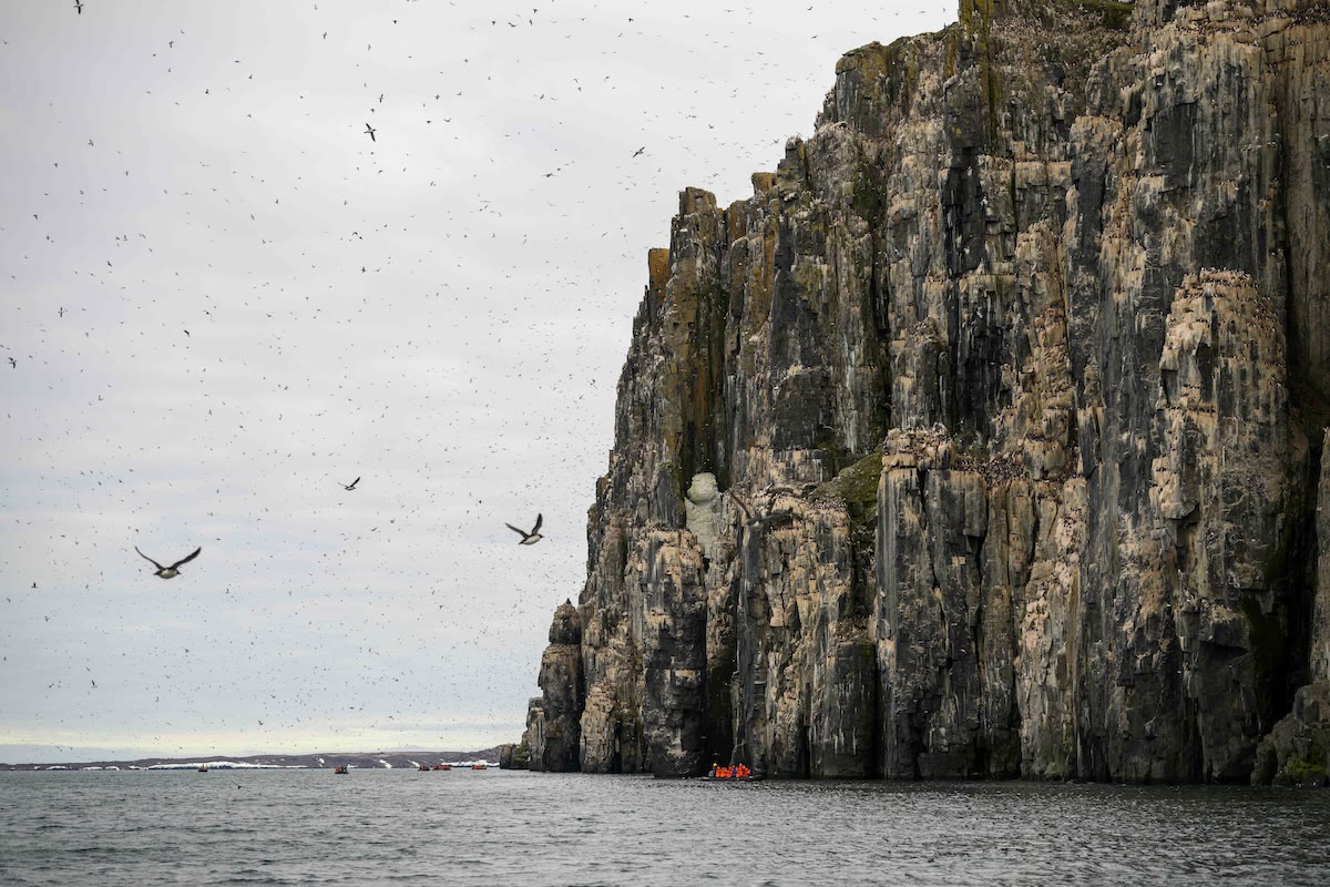 Vogelfelsen auf Spitzbergen