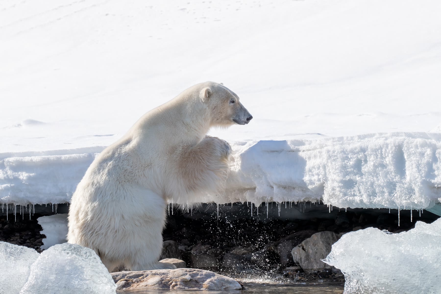 Eisbär am Eisrand