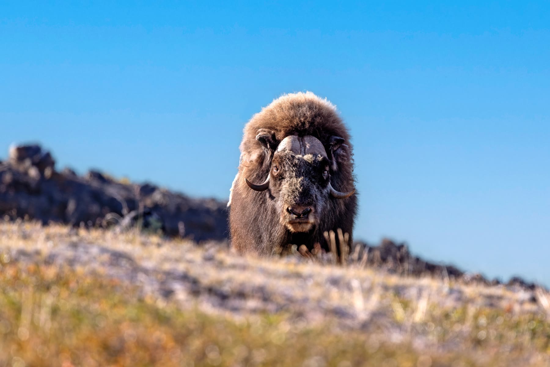 Moschusochse in der ostgrönländischen Tundra