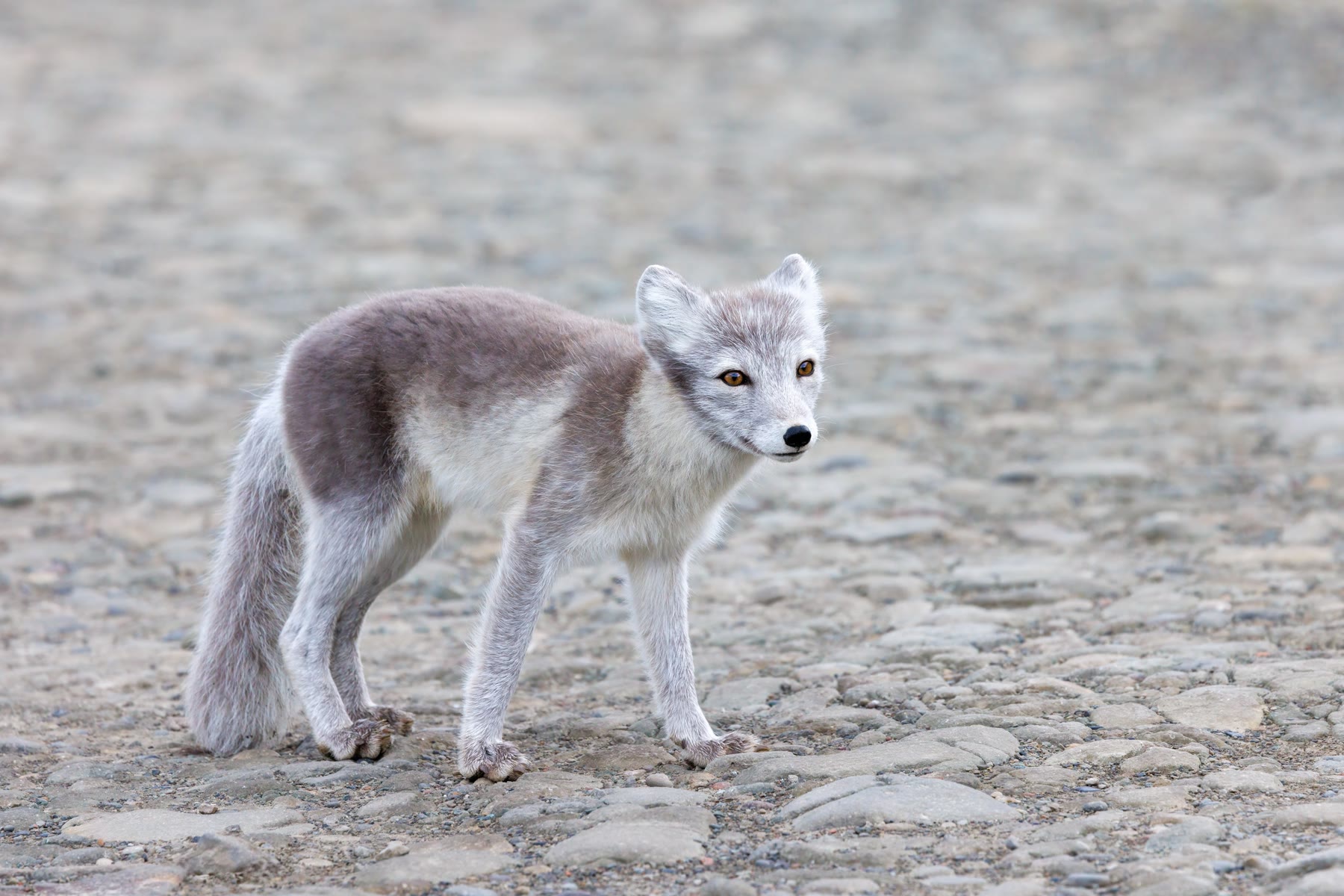 Polarfuchs im Sommerfell