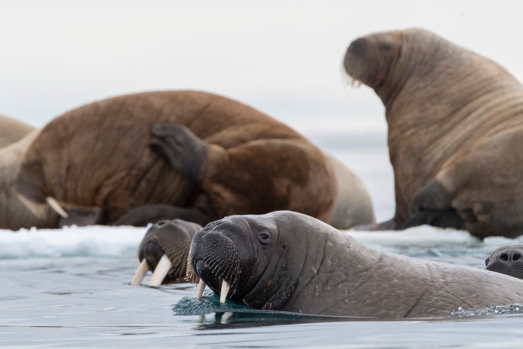 Walrosse auf dem Eis, Nordwest-Spitzbergen