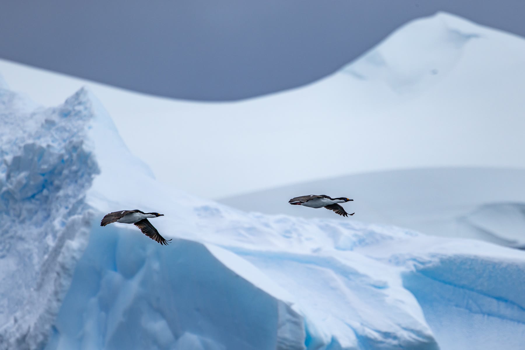 Erweiterte Polarkreis-Überquerung | MS DISCOVERER