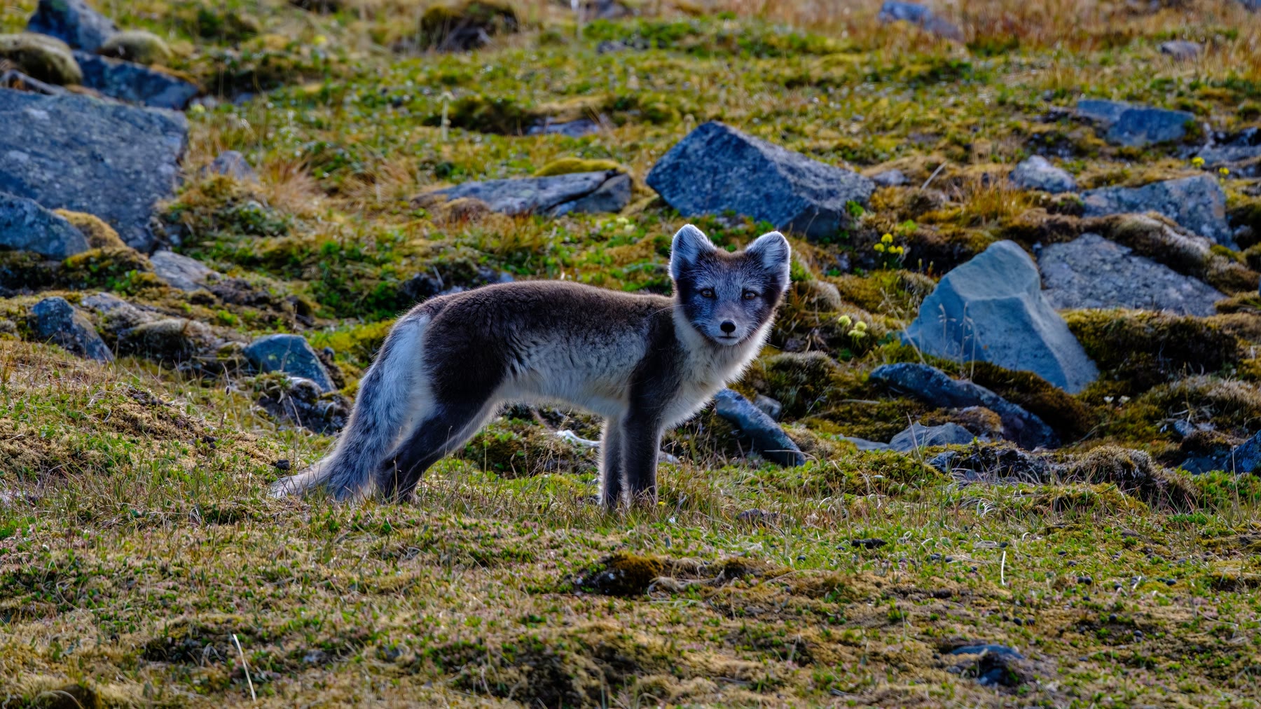 Polarfuchs im Sommerfell auf der Tundra