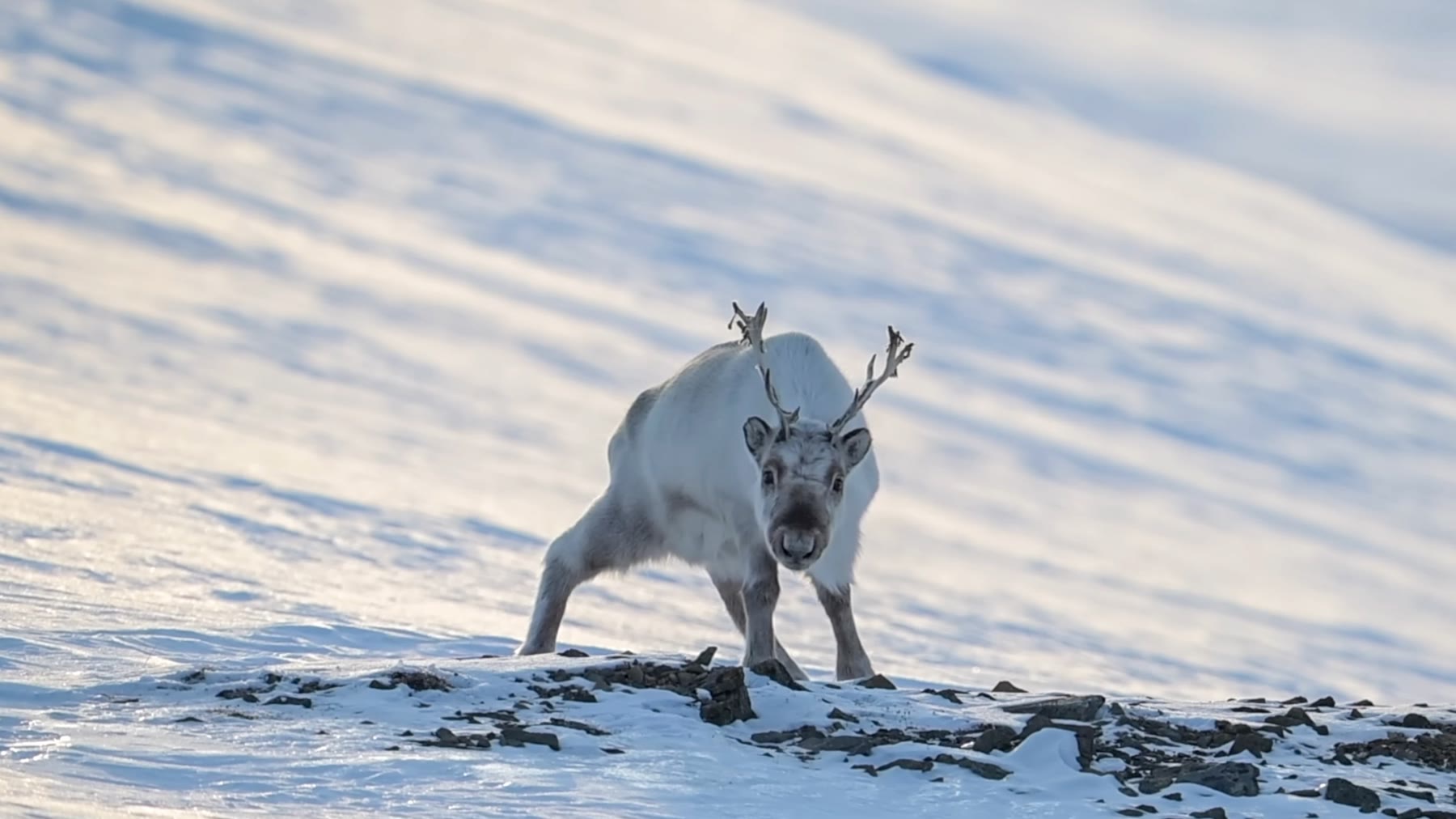 Svalbard-Ren in der Tundra