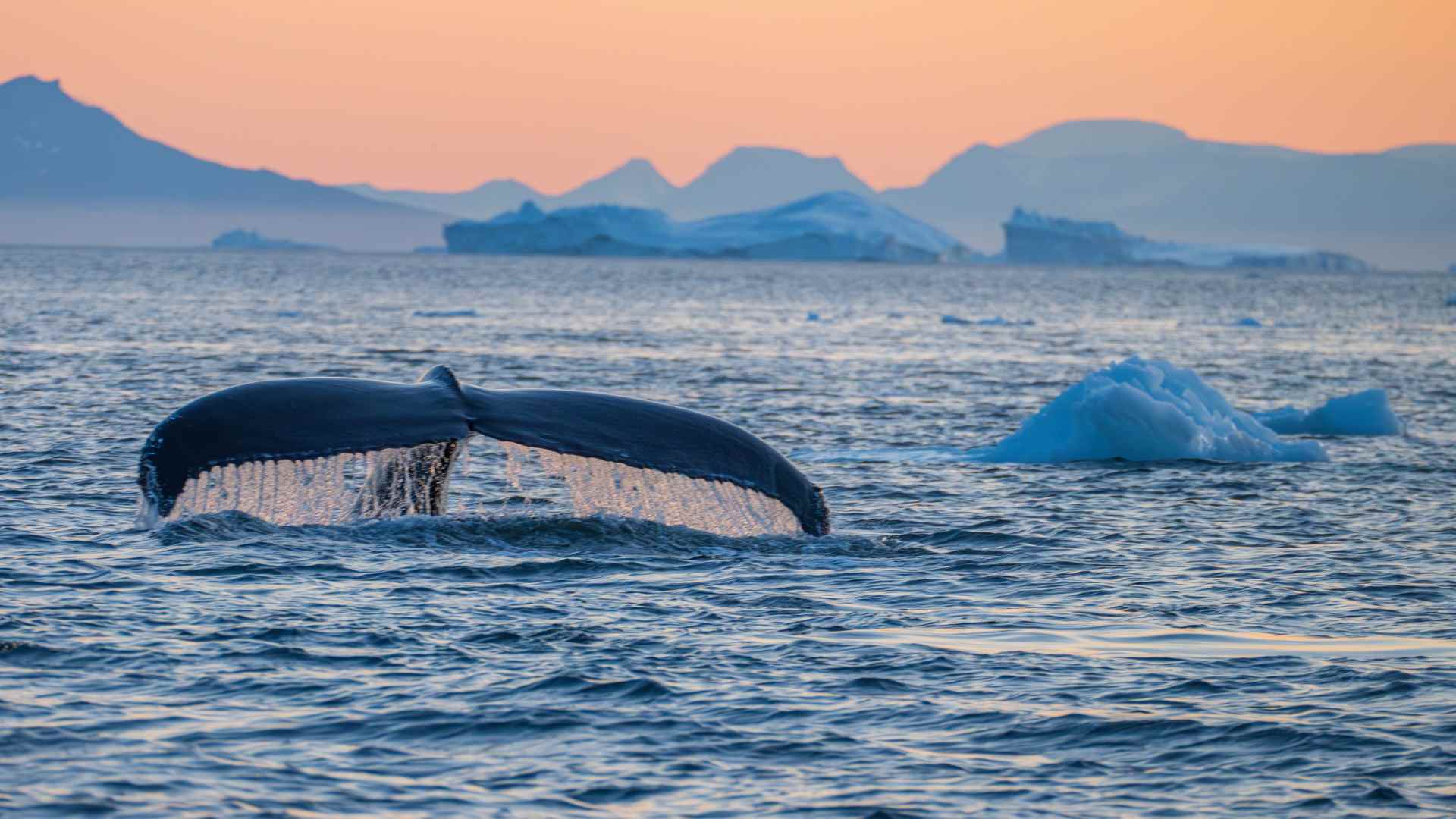 Grönland: Eisberge vor der Ostküste