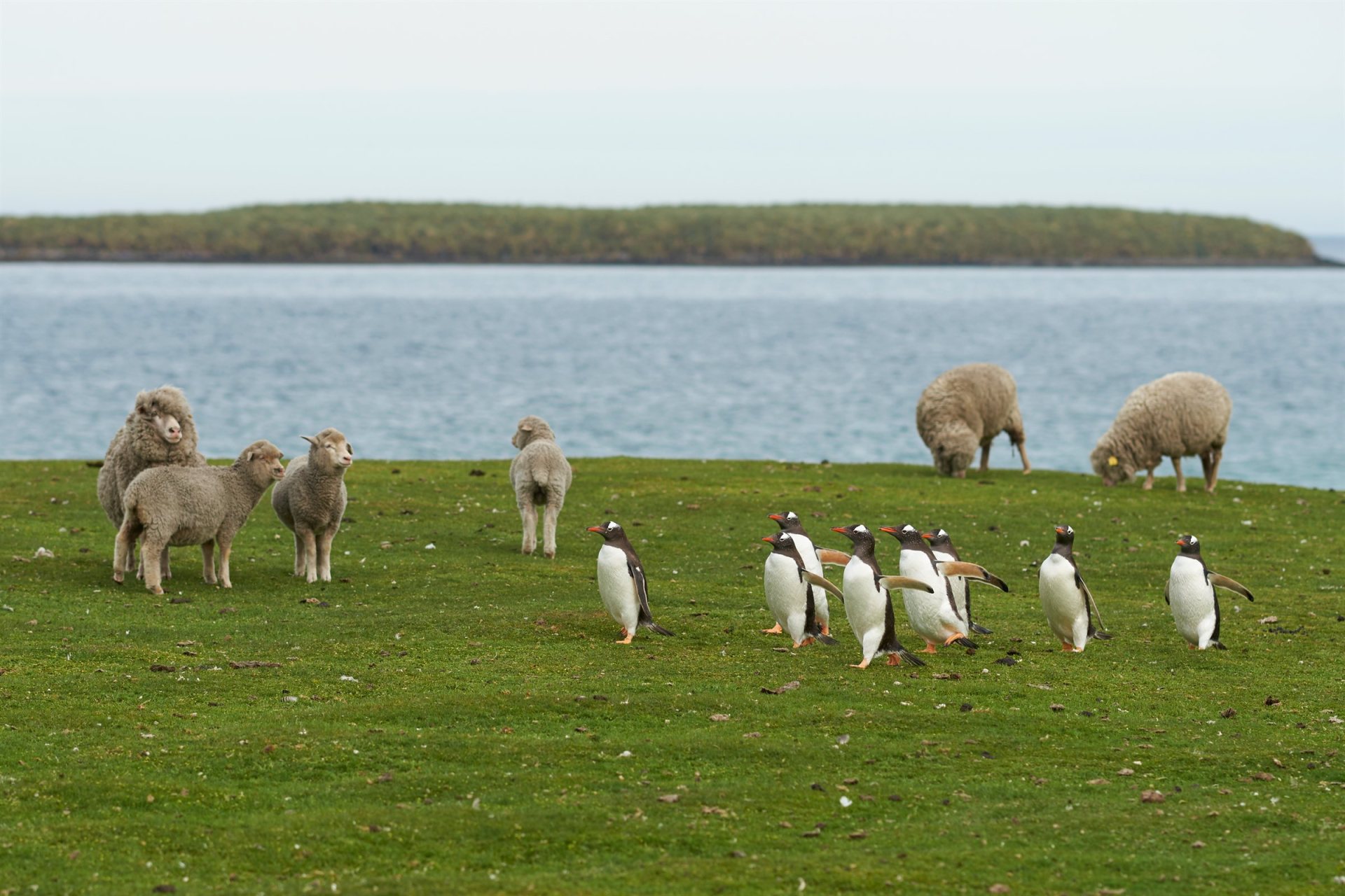 Falklandinseln: Pinguinkolonie an der Küste