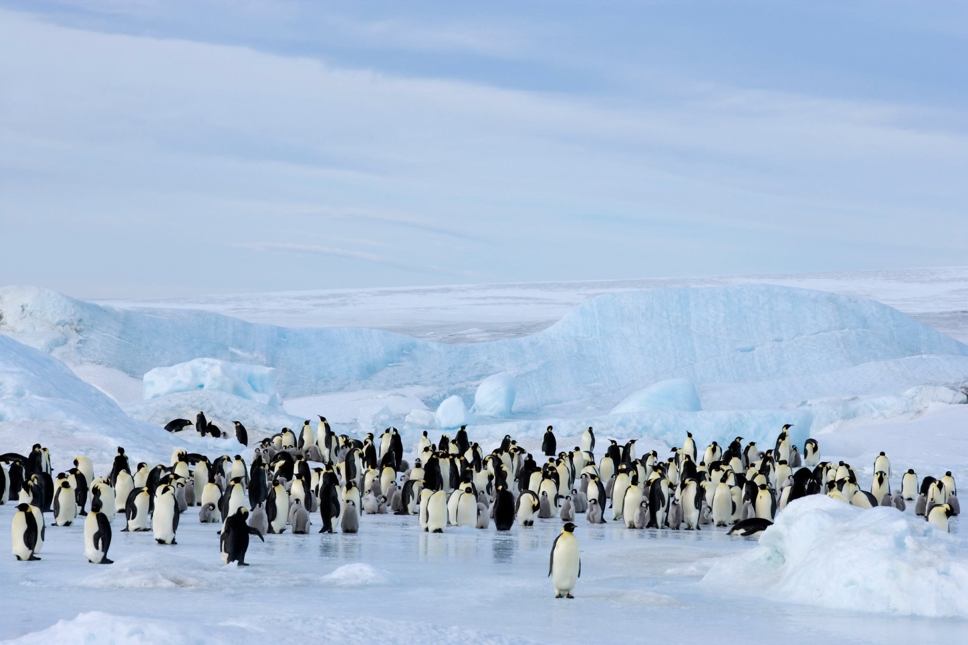 Kaiserpinguine auf dem Meereis im Weddellmeer