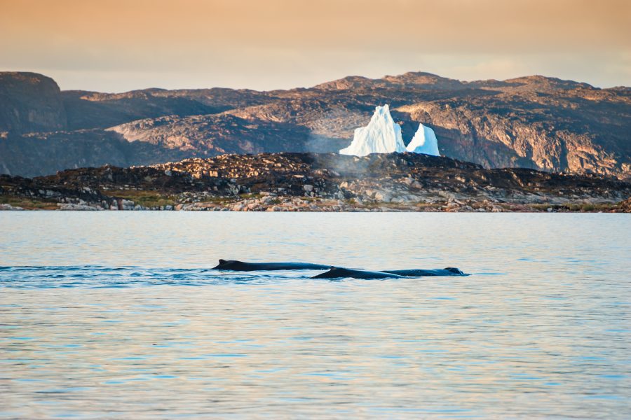 Eisberge vor der Küste Nordwestgrönlands