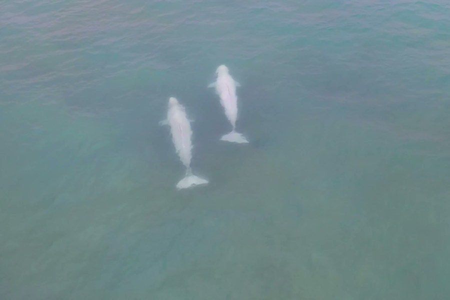 Belugas