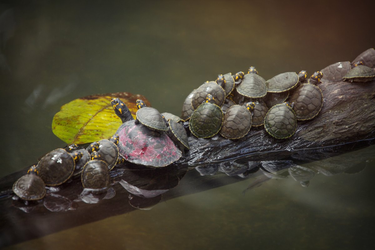 Flussschildkröten