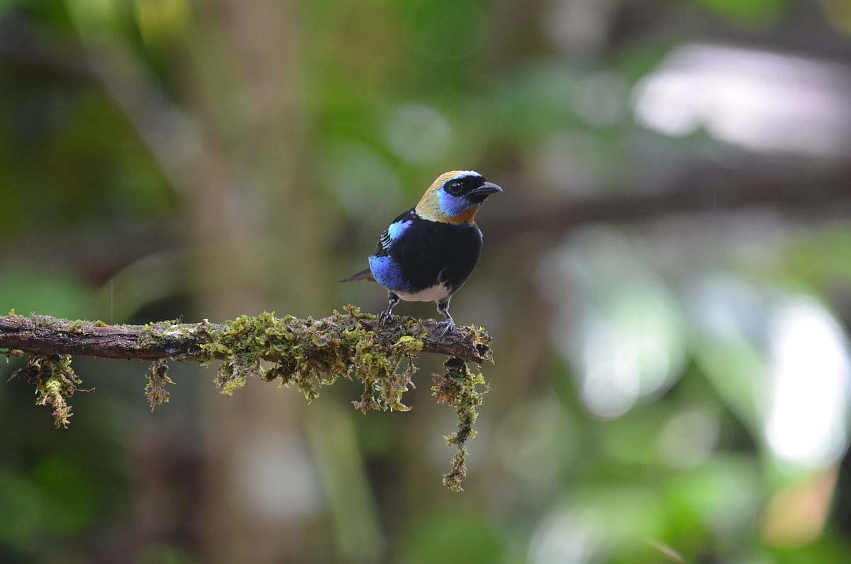Costa Rica für Naturfreunde | Individualreise