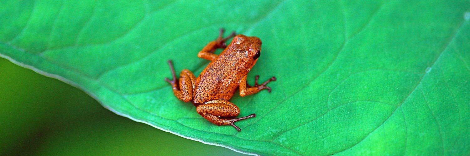 Costa Rica "Von Küste zu Küste" Rundreise