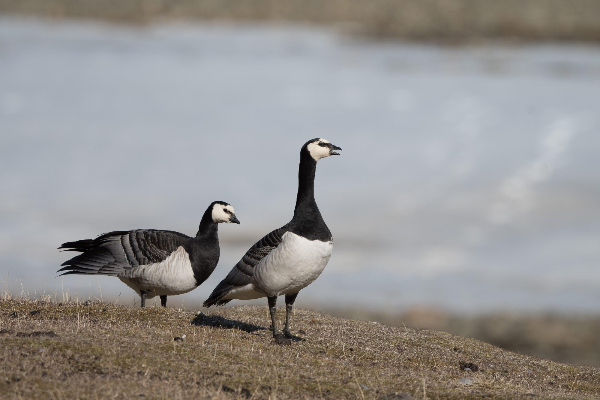 Arktischer Ozean, Fair Isle - Jan Mayen – Eiskante - Spitzbergen, Vogelbeobachtung