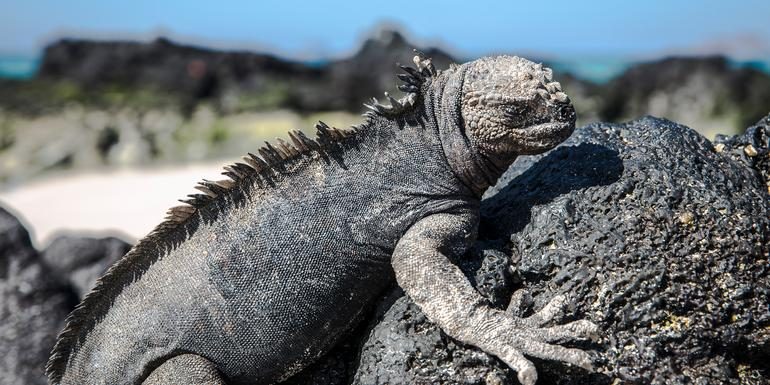 Galápagos – Norden & Zentrum entdecken | EDEN