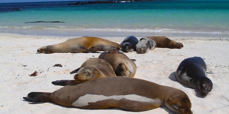 Galápagos – Zentral- und Westinseln | EDEN