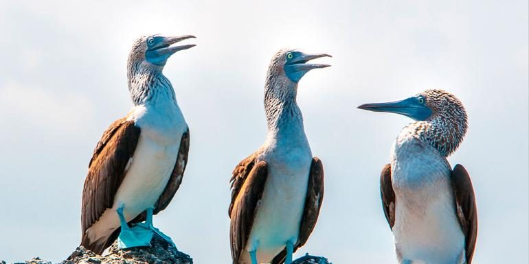 Galápagos – West- und Zentralinseln | REINA SILVIA VOYAGER