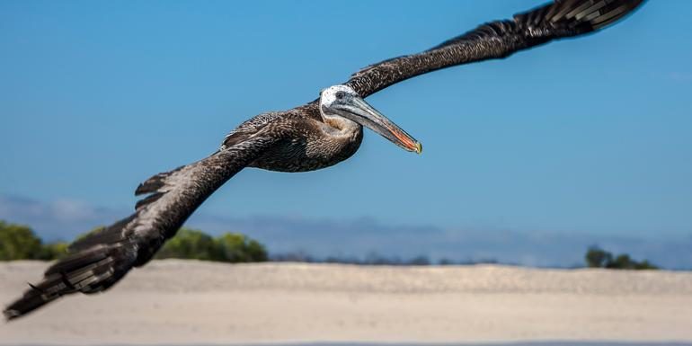 Galápagos – Norden, Mitte & Süden | EDEN