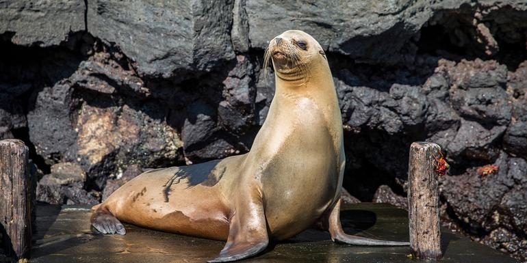 Galápagos – Ost, Zentrum & West | EDEN