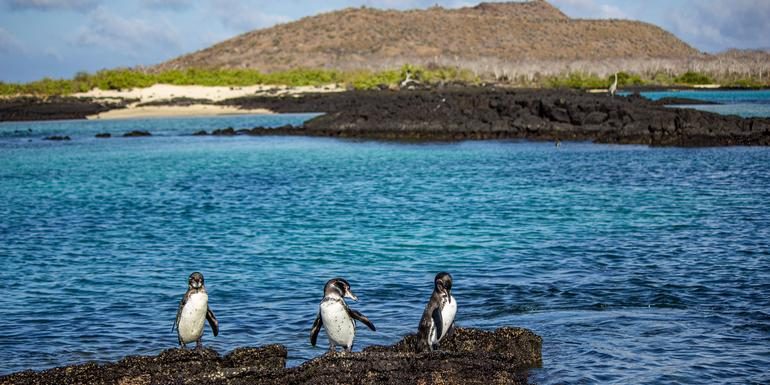 Galápagos – Zentral- und Ostinseln erkunden | REINA SILVIA VOYAGER