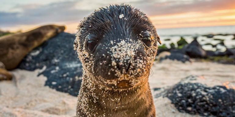 Galápagos – West- und Zentralinseln | REINA SILVIA VOYAGER