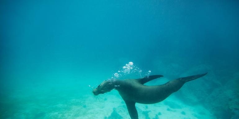 Galápagos – Zentral- und Südinseln entdecken | YOLITA