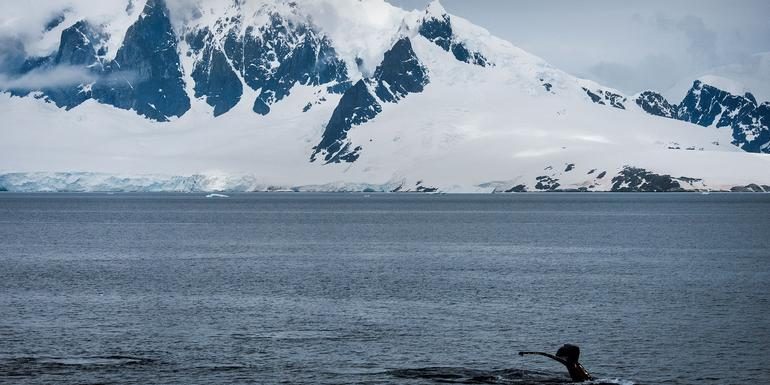 Shackletons Erbe – Weddell-Meer & Antarktische Halbinsel | MS EXPEDITION