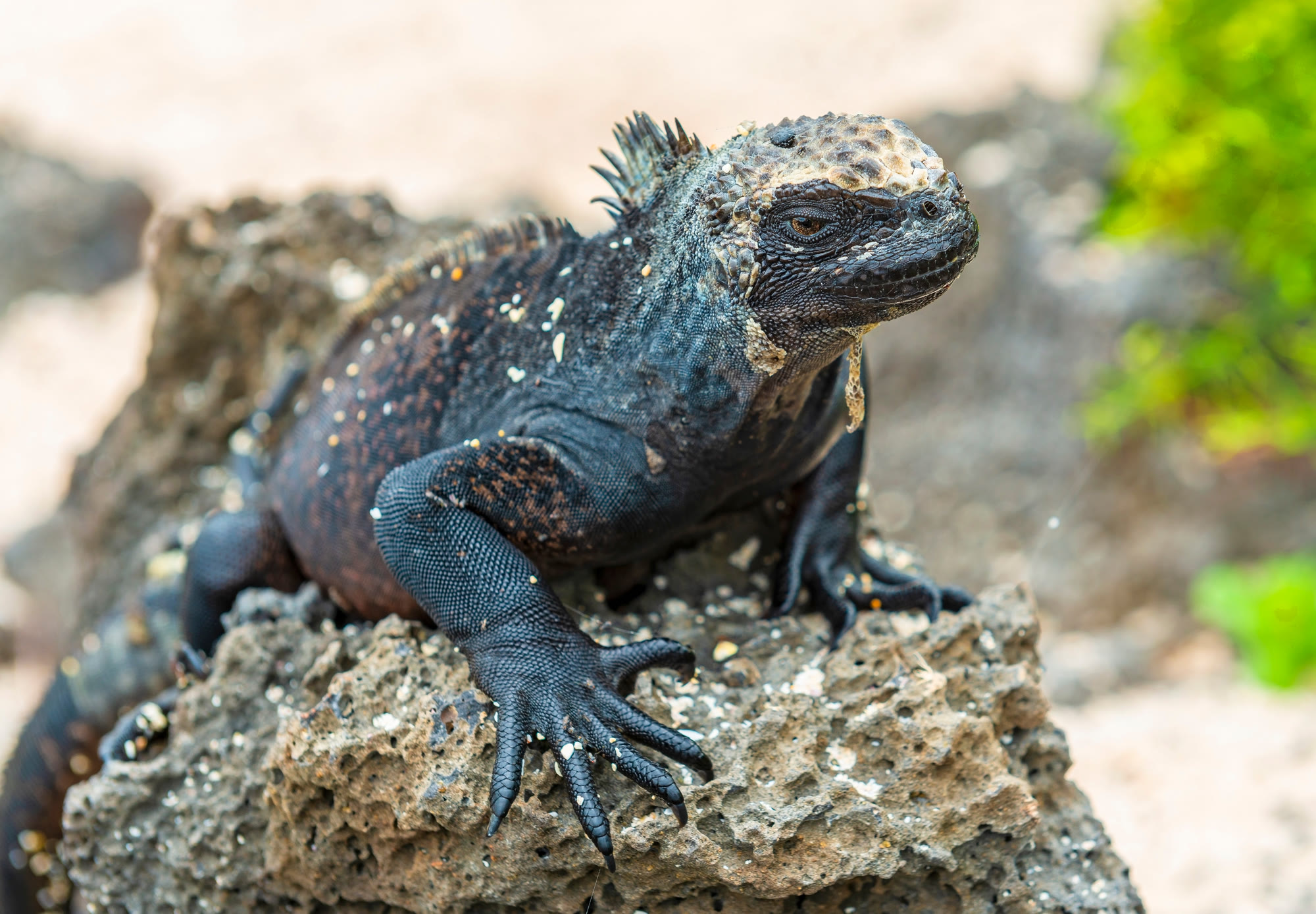 Galápagos – Süd- und Ostinseln entdecken | YOLITA