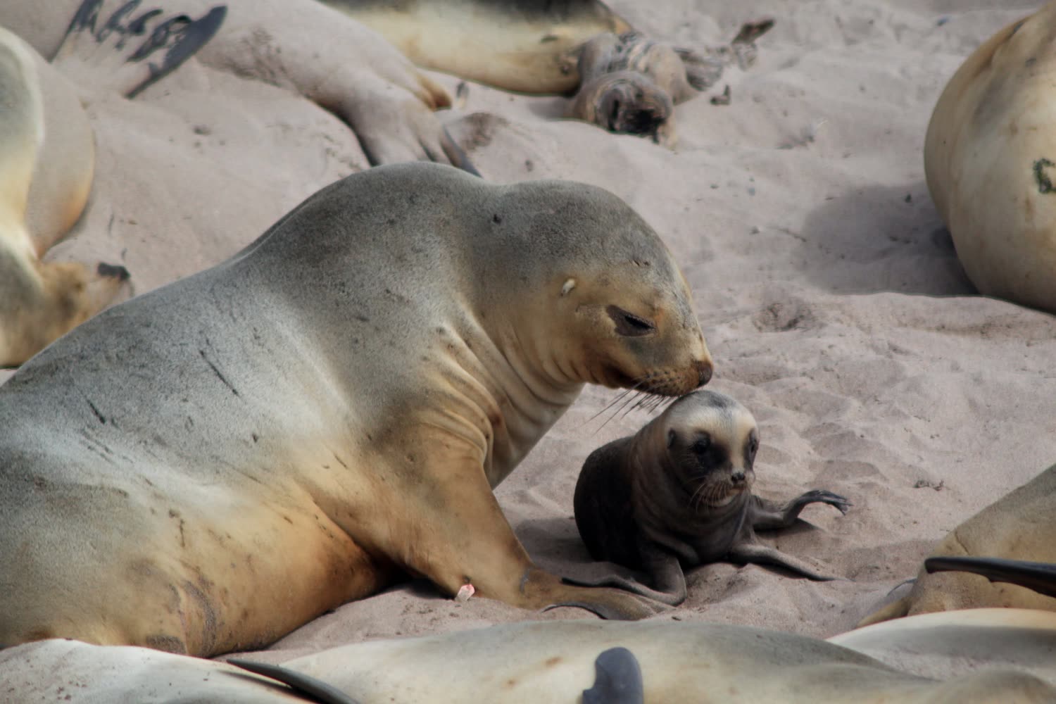 Neuseeländischer Seelöwe, Enderby Island © K. Ovsyanikova