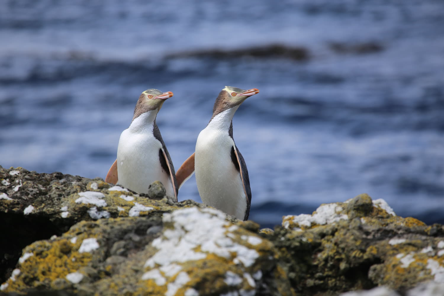 Gelbaugenpinguine, Enderby Island © A. Given