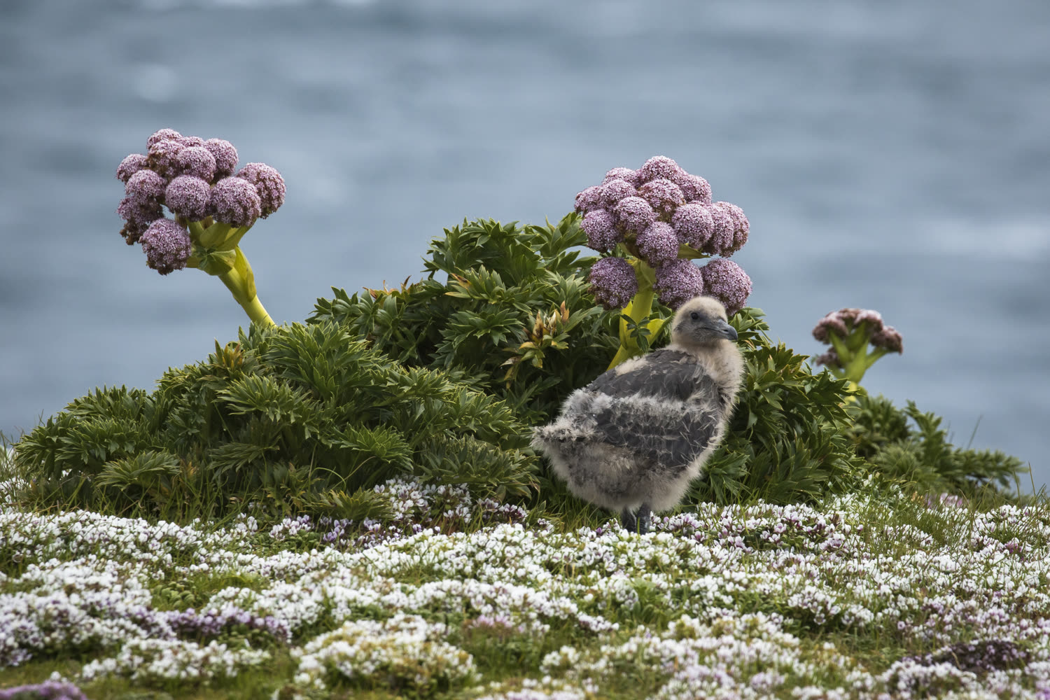 Skua-Küken zwischen Megaherbs, Enderby Island © C. Todd