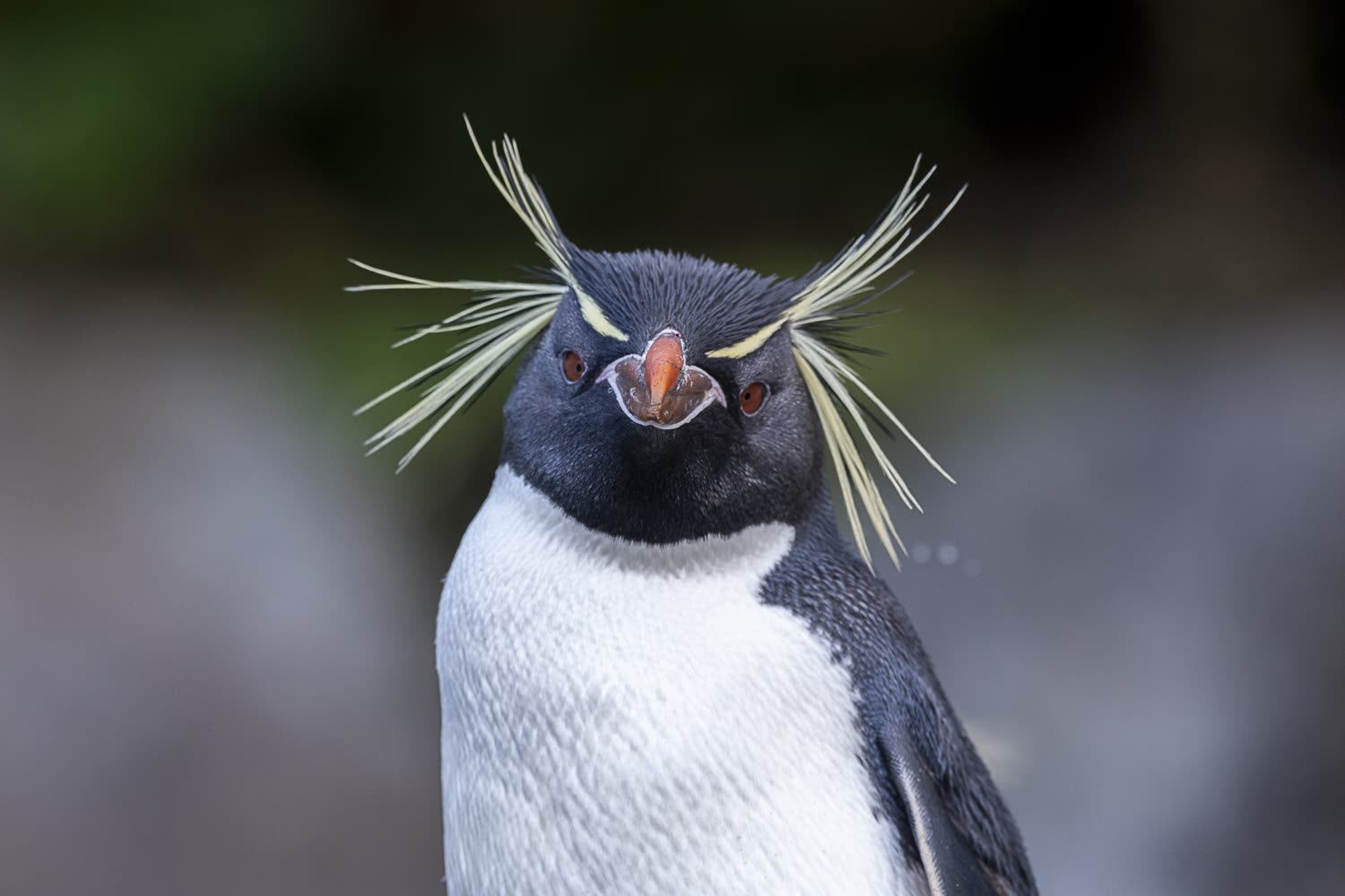 Felsenpinguin, Auckland Islands © M. Potter