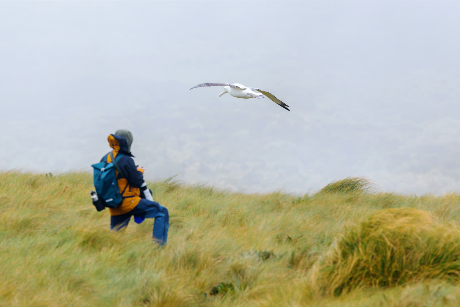 Wanderung auf Campbell Island © R. Young