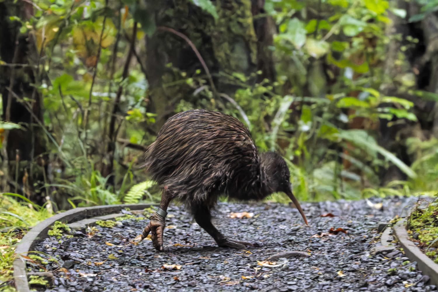 Kiwi auf Ulva Island © Oscar Thomas