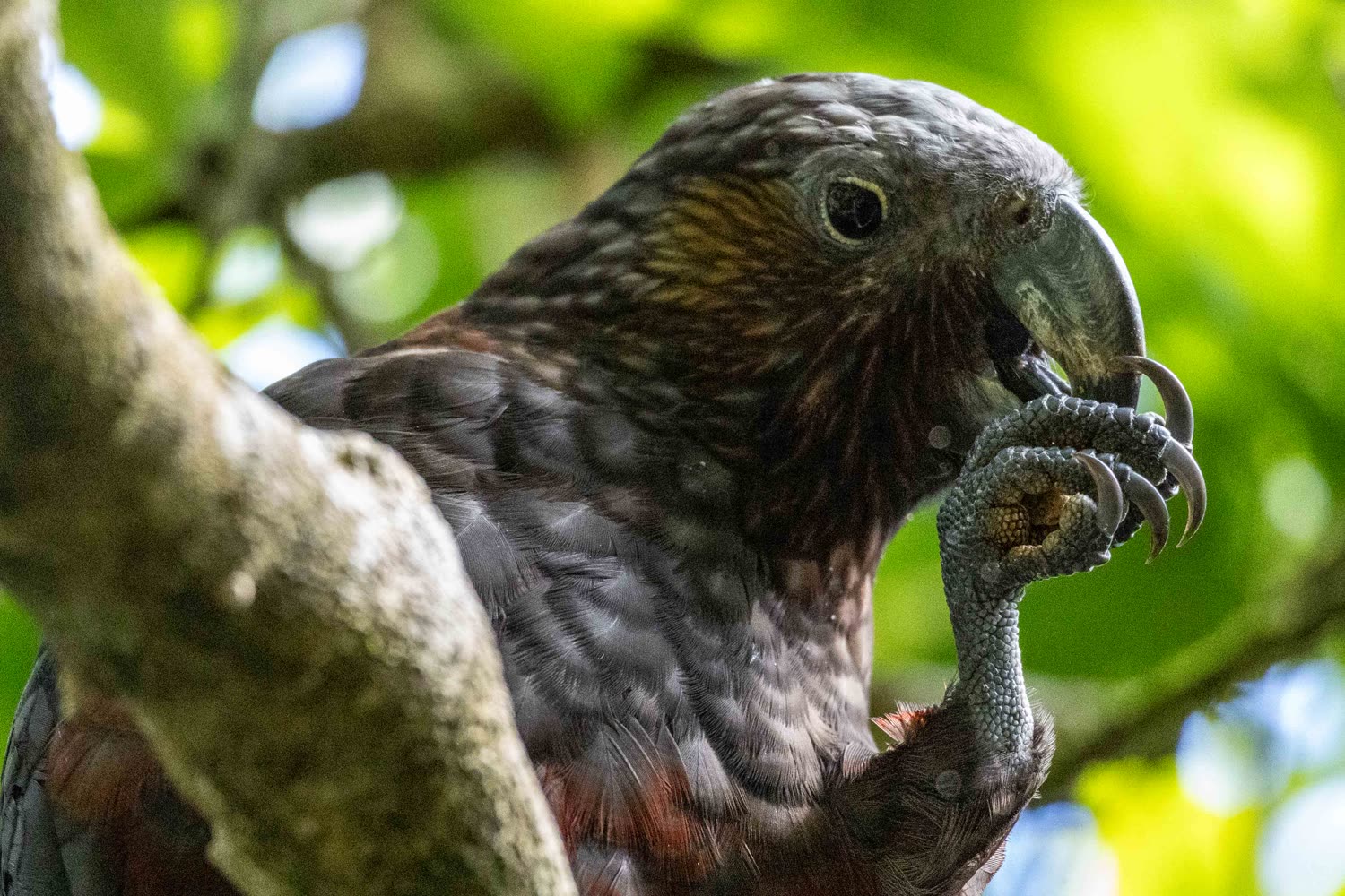 Kaka-Papagei, Wellington © Cathy Finch