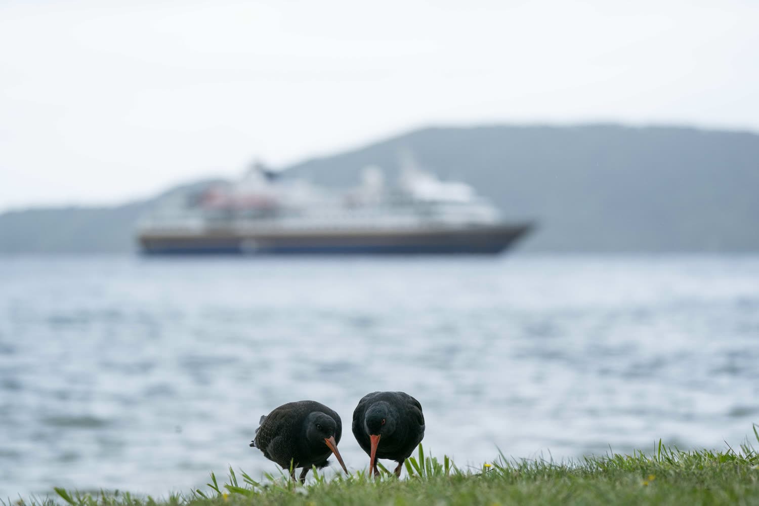 Marlborough Sounds © F. Wardle