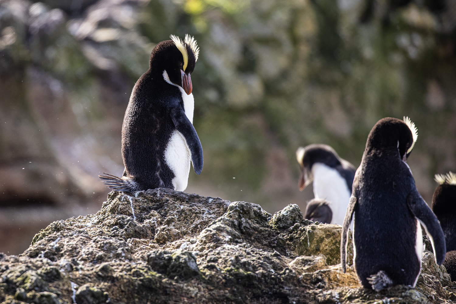 Kronenpinguine, Antipodeninseln © A. Woods