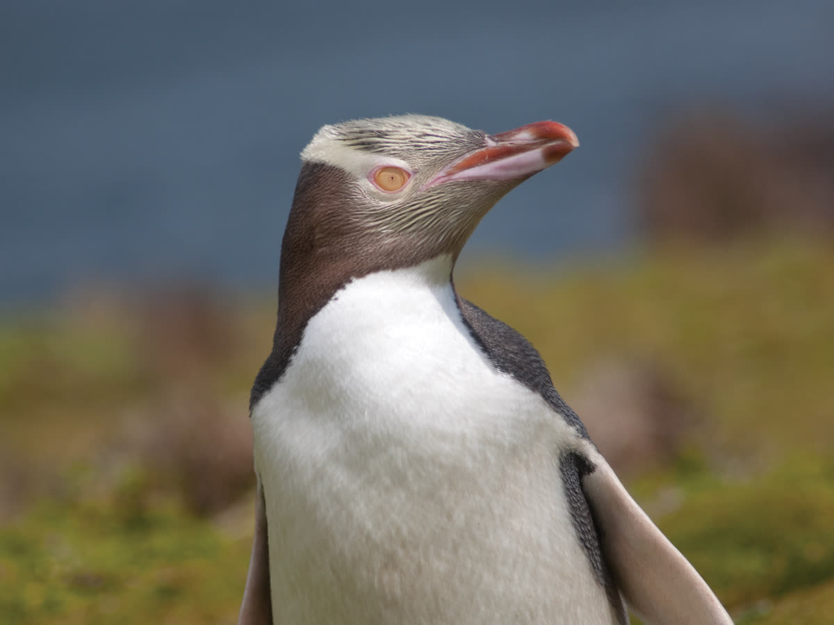 Vogelwunder der Subantarktis und Chatham-Inseln | MS HERITAGE ADVENTURER