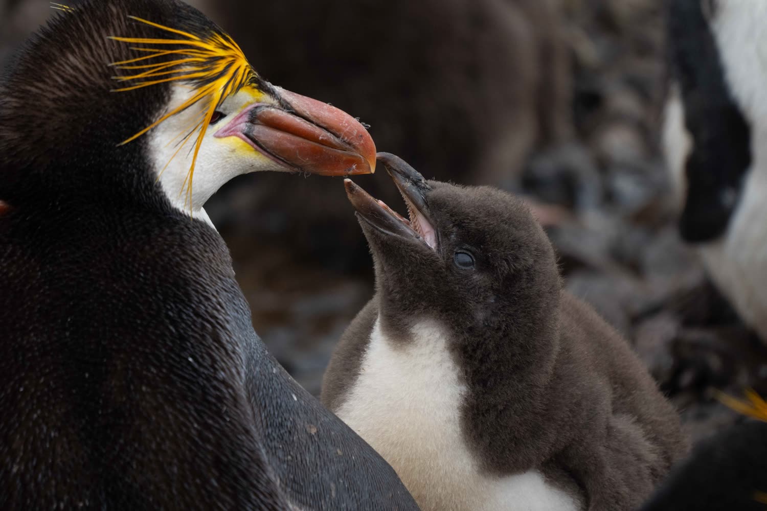 Royalpinguine, Macquarie Island © F. Wardle