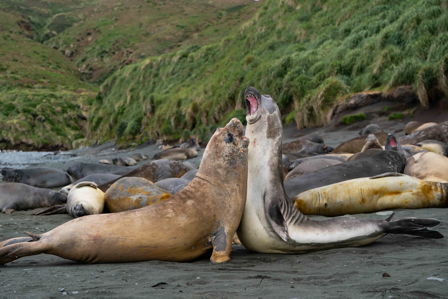 Südliche See-Elefanten, Macquarie Island © F. Wardle