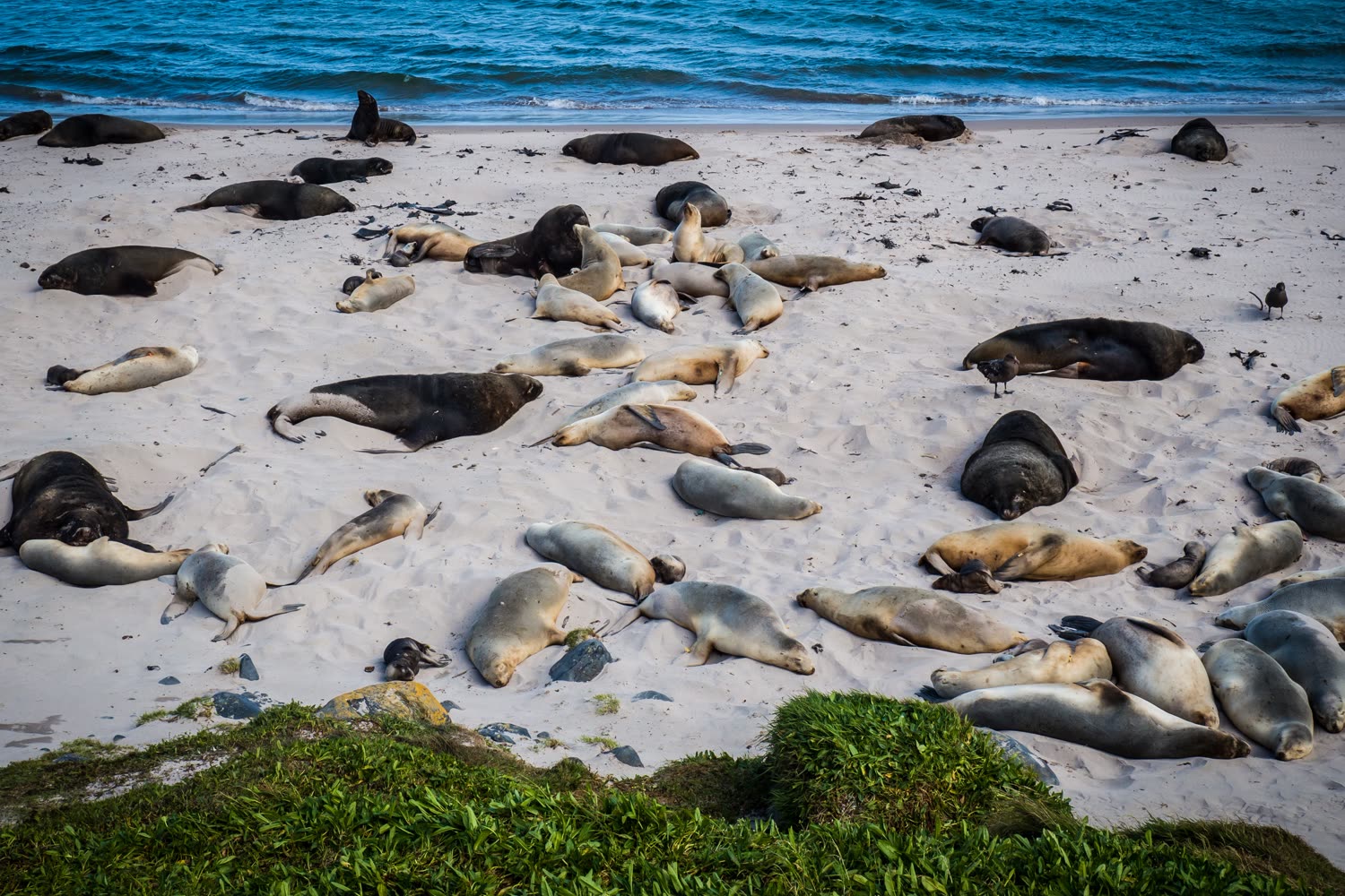 Sandy Bay, Enderby Island © T. Kraakman