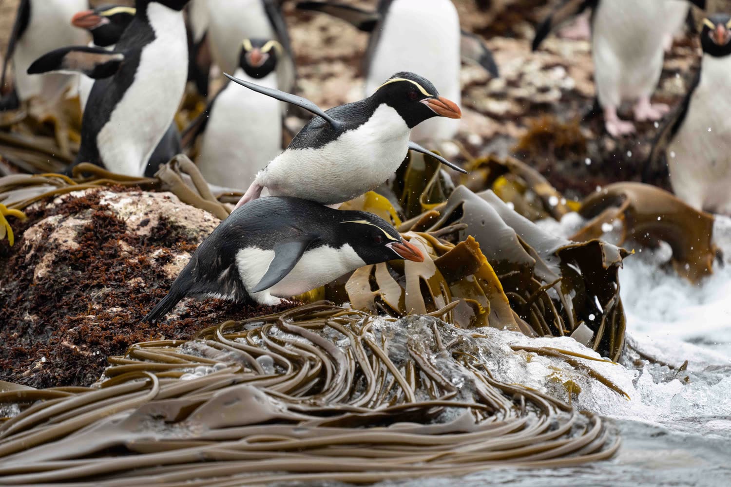 Snares-Haubenpinguine © F. Wardle