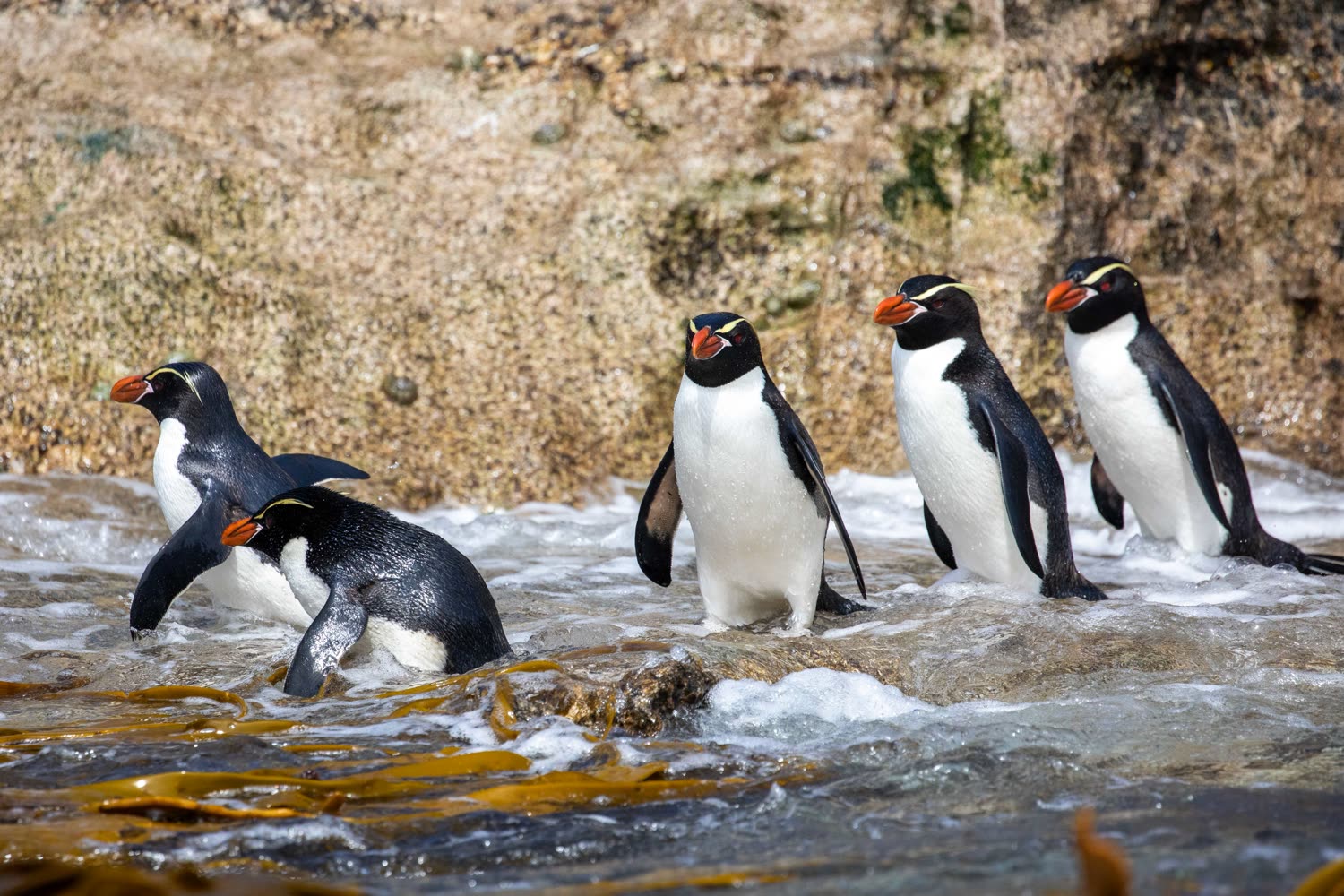 Snares-Haubenpinguine © C. Finch