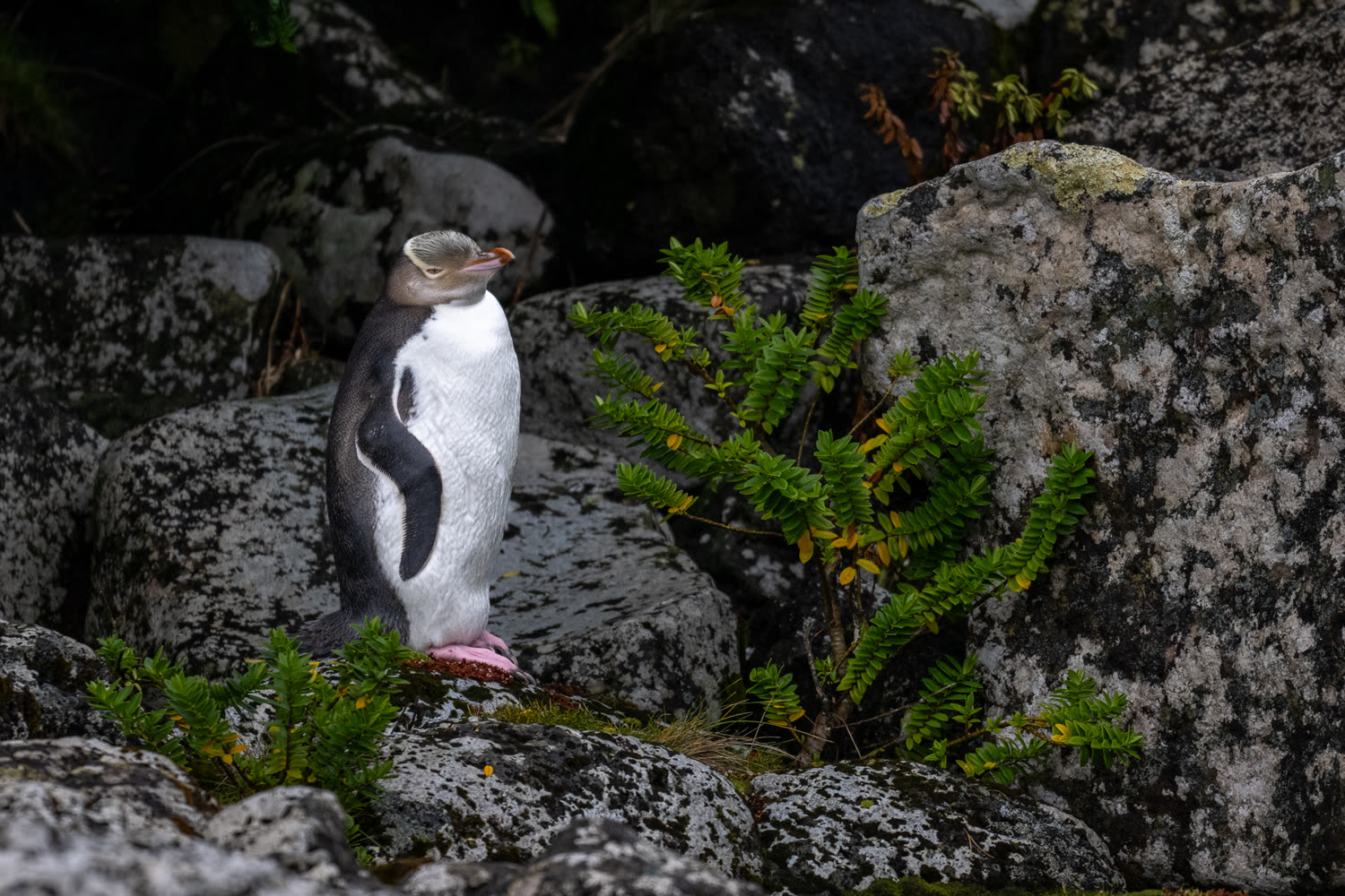 Gelbaugenpinguin, Enderby Island © S. Bradley