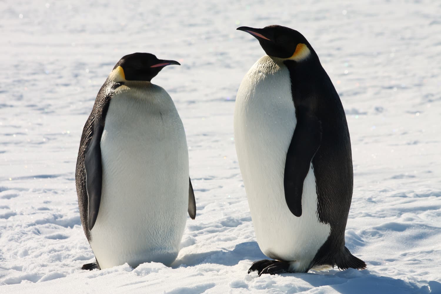 Kaiserpinguine © T. Bickford