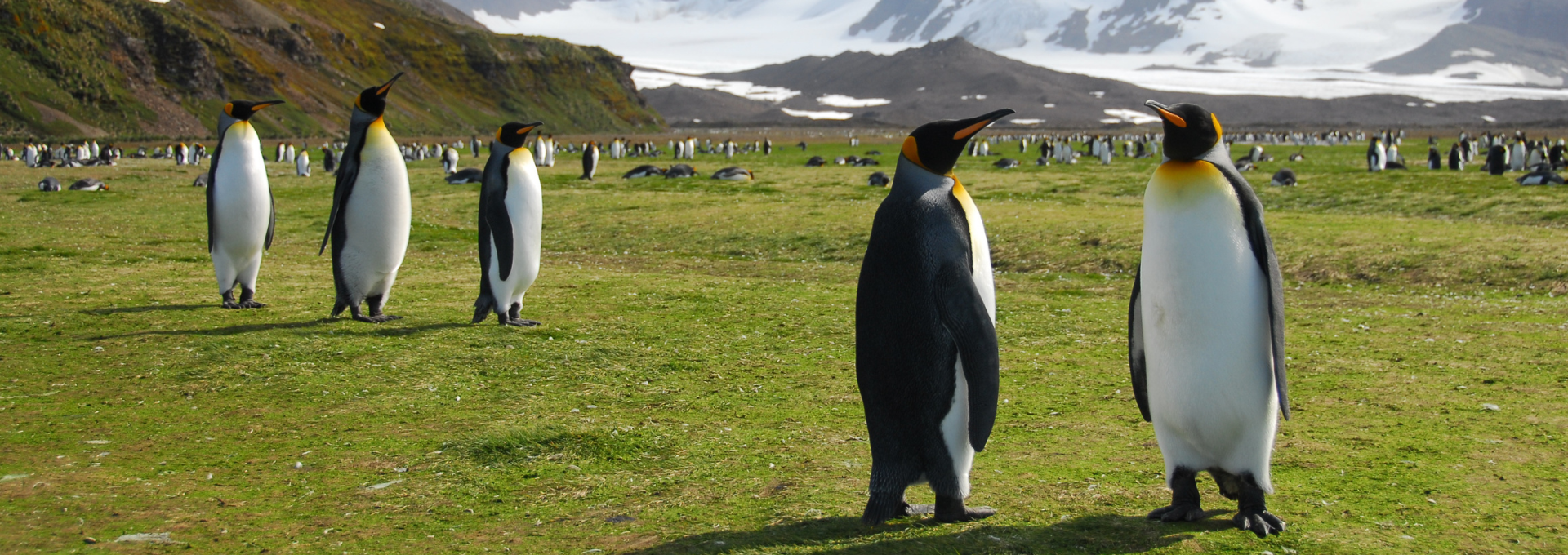 Die ultimative Expedition: Falklandinseln, Südgeorgien & Antarktis | MS HERITAGE DISCOVERER