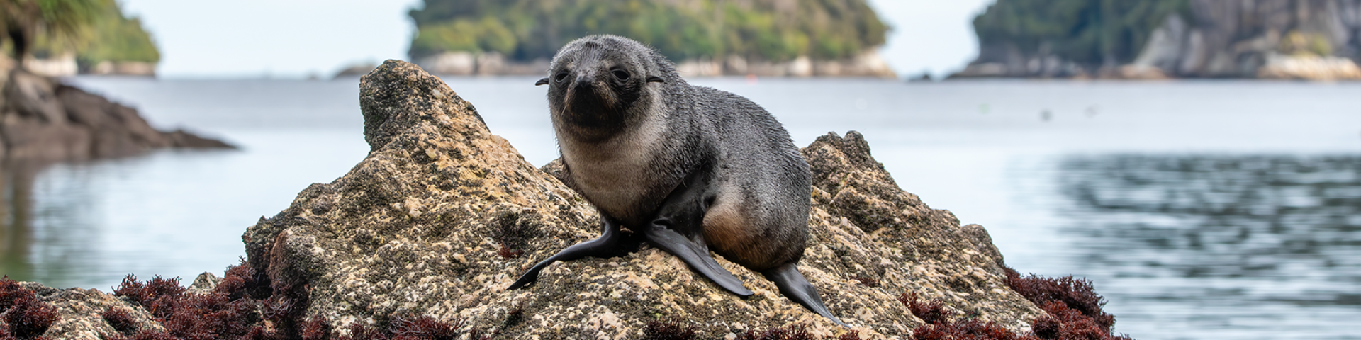 Fiordland intensiv erkunden | MS HERITAGE EXPLORER