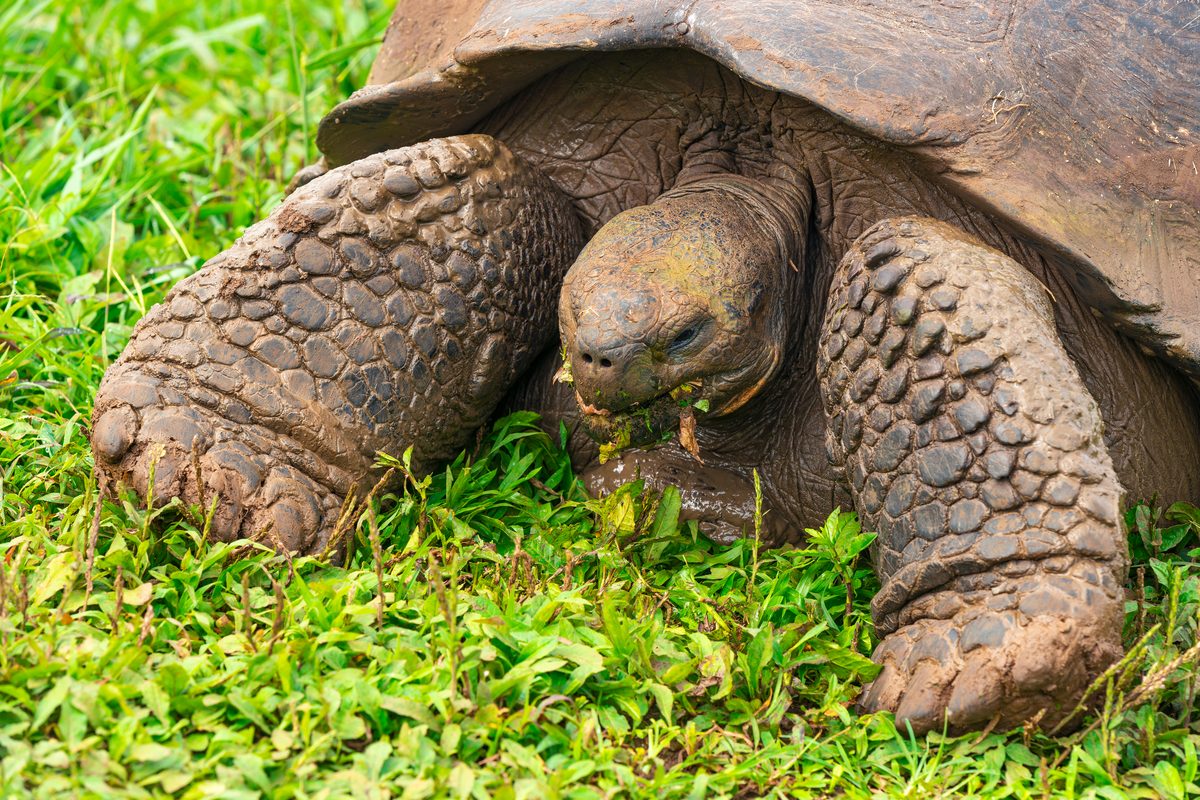 Galápagos-Riesenschildkröte