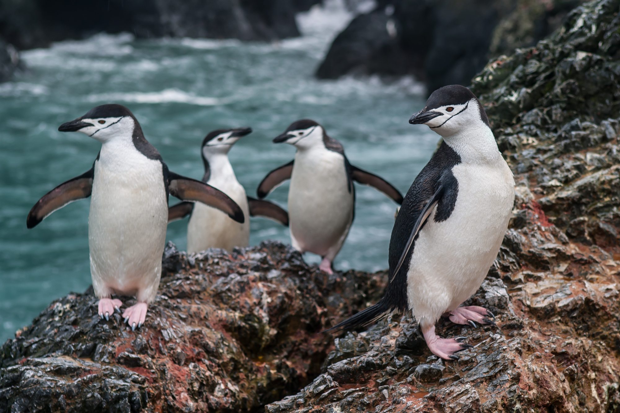 Zügelpinguine