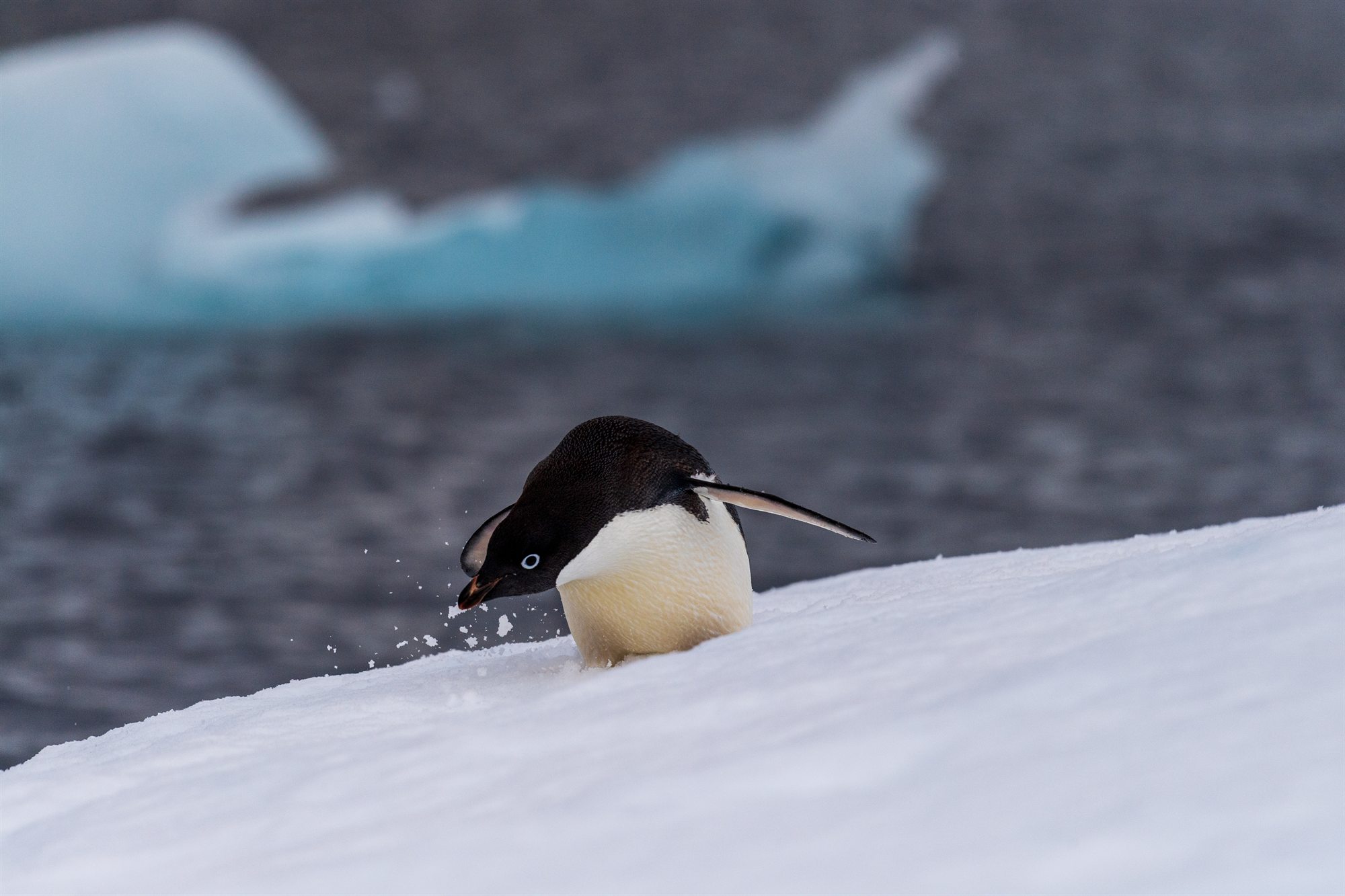 Adéliepinguin