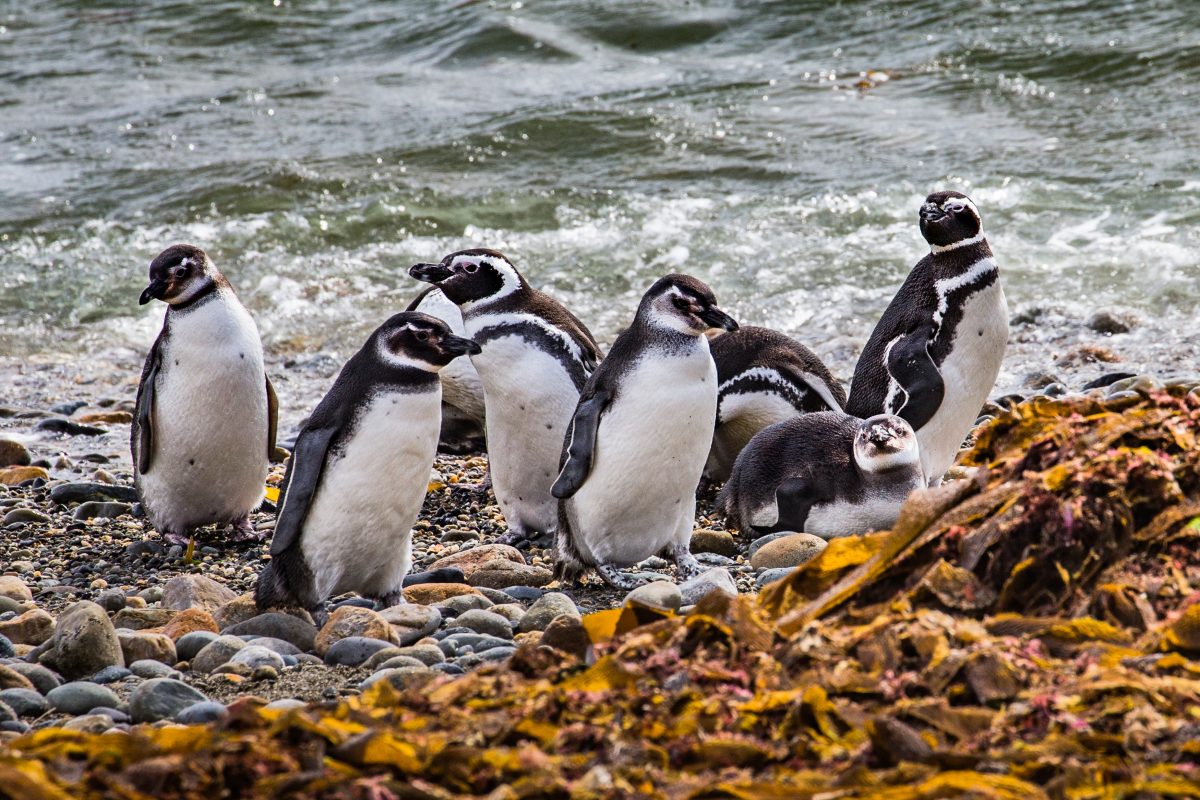 ARRPAT Pinguininsel Magdalena